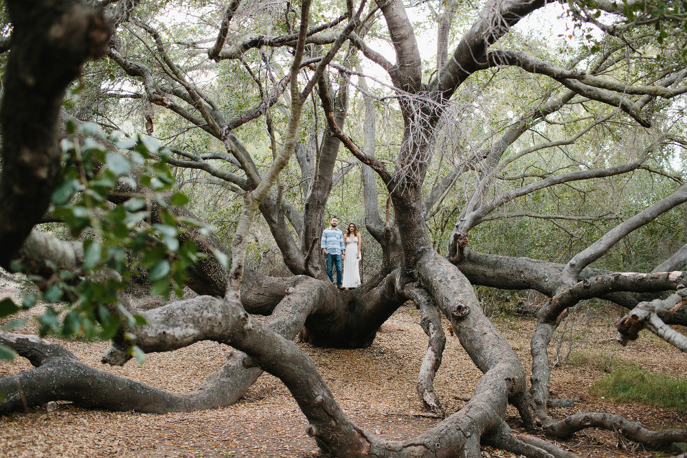 The engaged couple standing in a huge tree. 